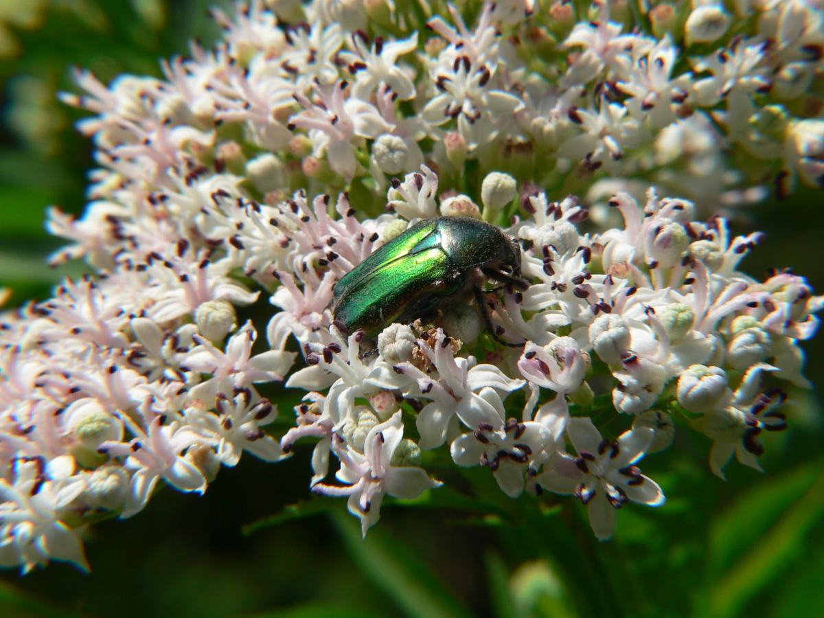 Cetonia aurata ssp. pisana (Cetoniidae)